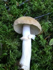 Cortinarius caperatus