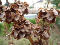Rumex patientia orientalis