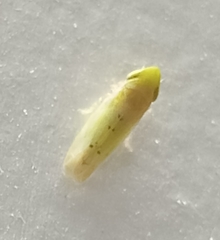 Cicadellidae