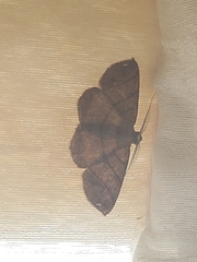 Perissopteryx trinidadicola