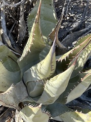 Agave vizcainoensis