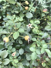 Rosa