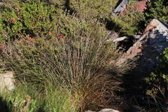 Hellmuthia membranacea