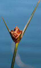 Hellmuthia membranacea