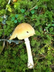 Cortinarius caperatus
