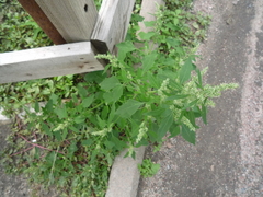 Chenopodium suecicum