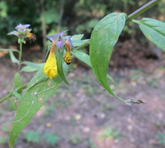 Melampyrum polonicum