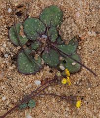Gymnodiscus capillaris