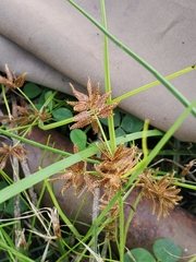 Cyperus diandrus