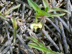 Commelina africana barberae