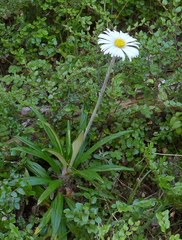 Celmisia spectabilis