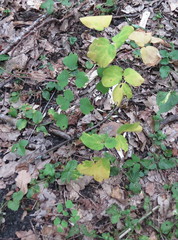 Thalictrum aquilegiifolium