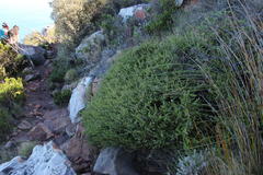 Muraltia orbicularis