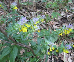 Melampyrum polonicum