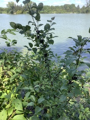 Rhamnus cathartica