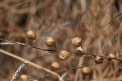 Alyssoides utriculata