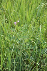 Lathyrus incurvus