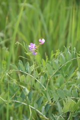 Lathyrus incurvus