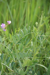 Lathyrus incurvus