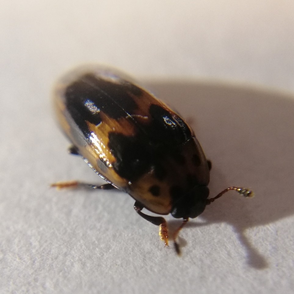 Ischyrus incertus