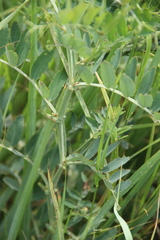 Lathyrus incurvus
