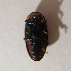 Ischyrus incertus