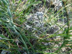 Antiphytum caespitosum