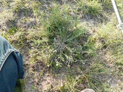 Antiphytum caespitosum