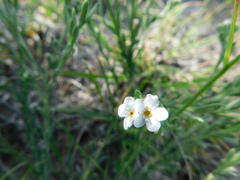 Antiphytum caespitosum