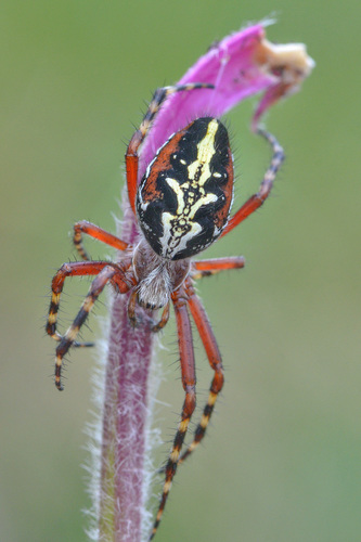 Aculepeira talishia
