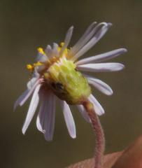 Felicia hyssopifolia