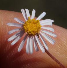 Felicia hyssopifolia