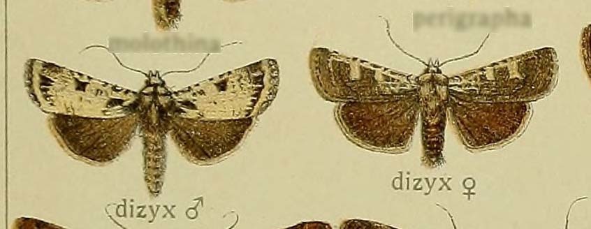 Actebia dizyx