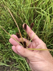 Cyperus ovatus