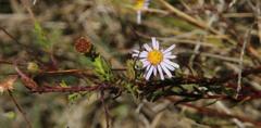 Felicia hyssopifolia