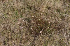 Felicia hyssopifolia