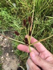 Cyperus ovatus