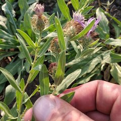Centaurea trichocephala
