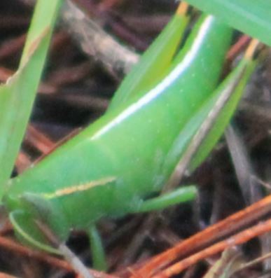 Floritettix coquinae from Palm Beach County, FL, USA on September 15