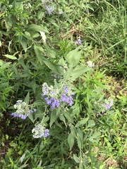 Lamiaceae