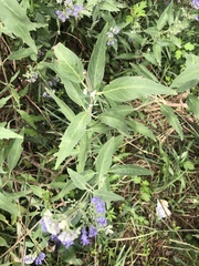 Lamiaceae