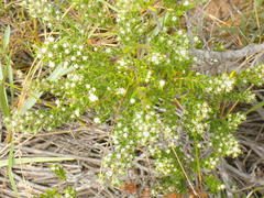 Phylica parviflora