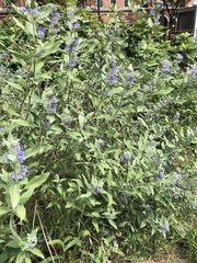 Lamiaceae
