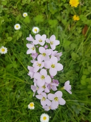 Cardamine pratensis
