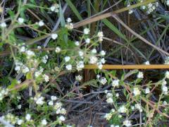 Phylica parviflora