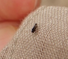Stenopsocidae
