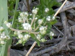 Phylica parviflora
