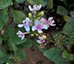 Pseuderanthemum carruthersii