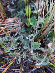 Lobelia ardisiandroides