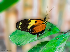 Heliconius ismenius metaphorus